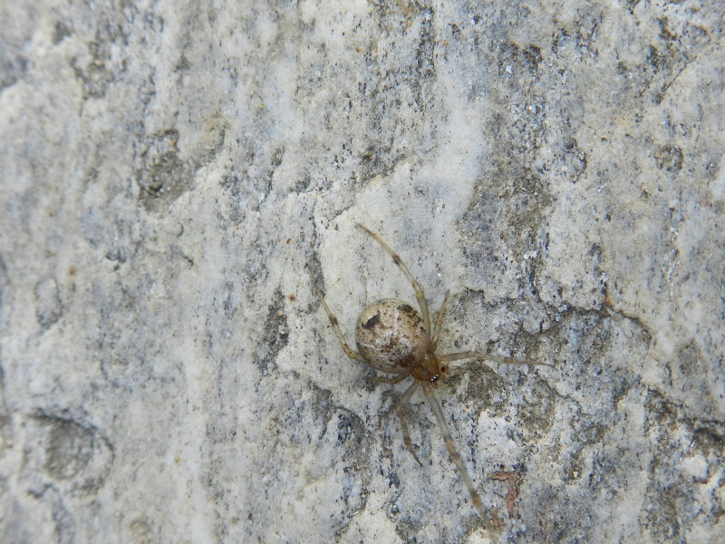 Parasteatoda sp.